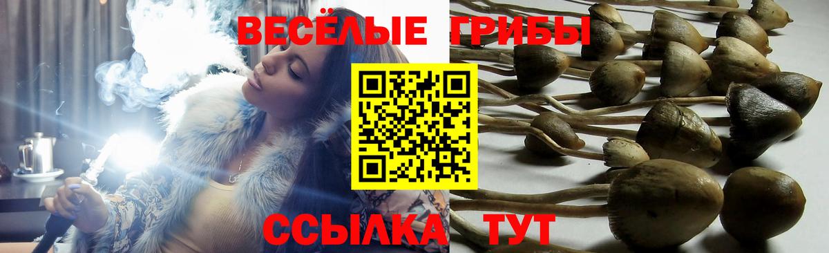 Галлюциногенные грибы прущие грибы  Вход с VPN  Кандалакша 